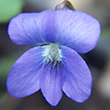 Violet flower