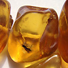 Insects in Baltic amber