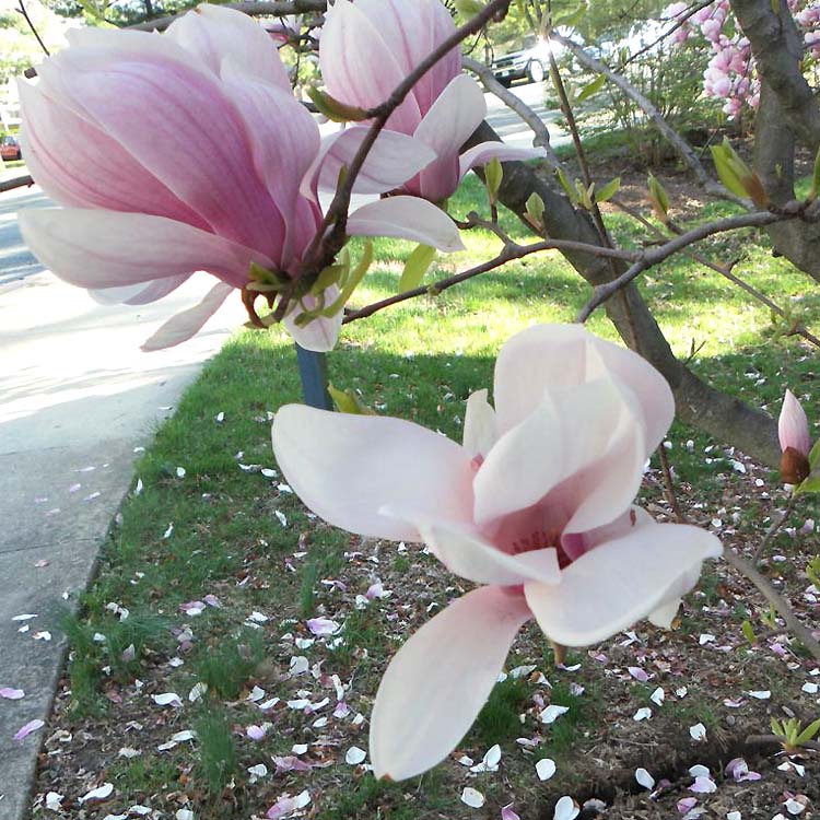 Spring flowers. Magnolia