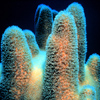 Pillar coral