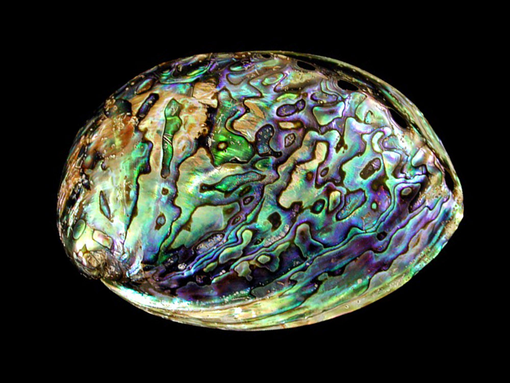 Abalone shell