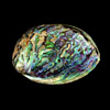 Abalone shell