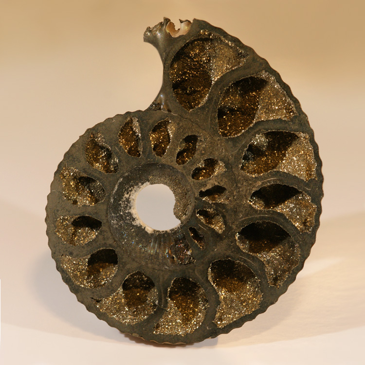 Pyritized ammonite found in France