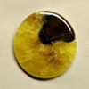 Simbircite fossil cabochon