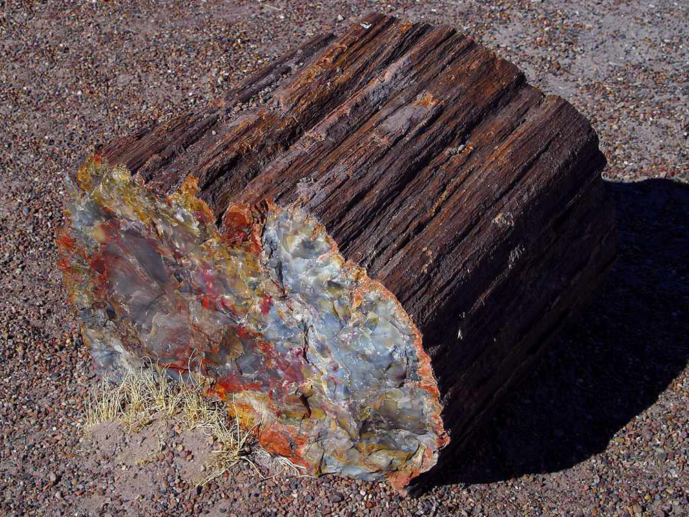 Petrified log at the Petrified Forest National Park