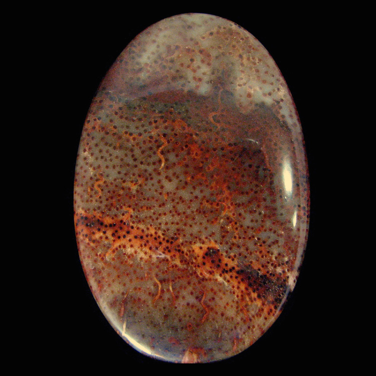 Petrified wood cabochon