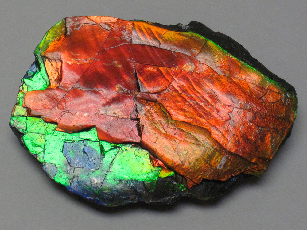 Placenticeras Ammolite specimen, from Bearpaw Formation