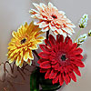 Gerbera Flowers by Alena Bashkatova